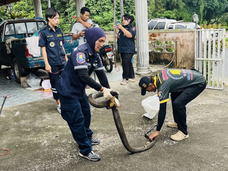 แม่เฒ่าวัย 85 ปี เจองูจงอางยักษ์ซ่อนใต้ตู้เสื้อผ้าจะจับเองแต่สู้ไม่ไหว ตัดสินใจเรียกกู้ภัยช่วยจับ